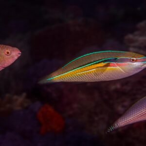 Three Lined Wrasse (Male)