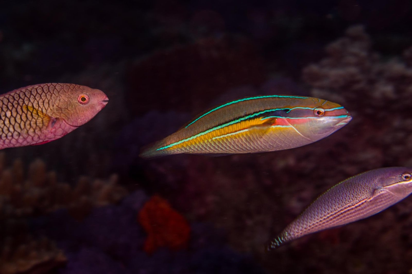 Three Lined Wrasse (Male)