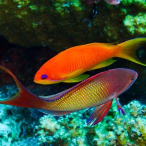 Lyretail Anthias (Indian)