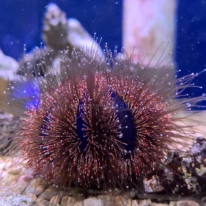 Sphere Urchin (Blue)