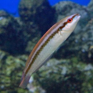 Rainbow Wrasse (Female)