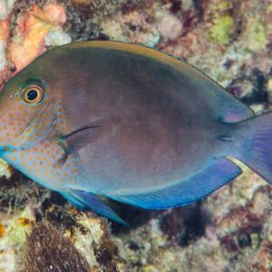 Spot-cheeked Surgeonfish