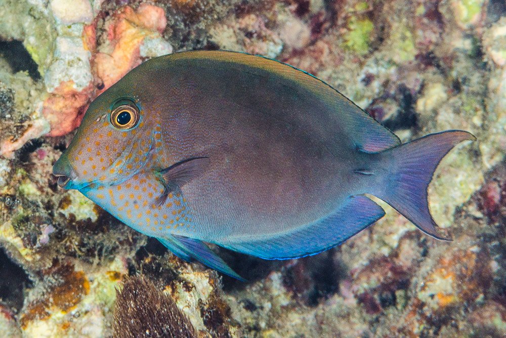 Spot-cheeked Surgeonfish