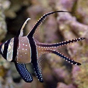 Long Fin Cardinal (Banggai Cardinal)