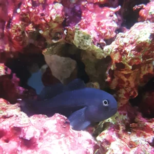 Black Coral Goby