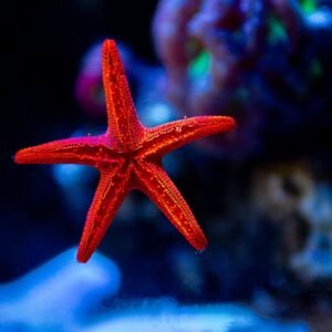 Red Starfish