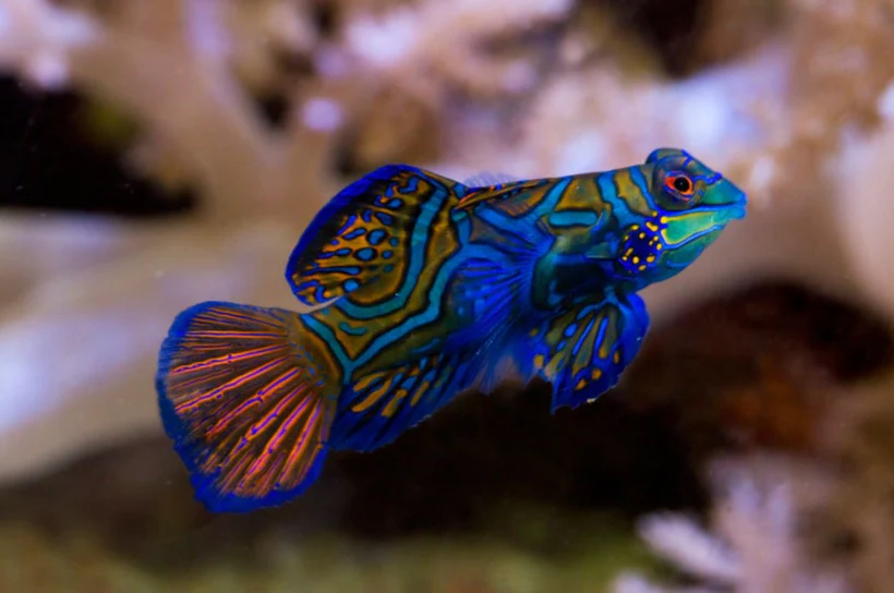 Green Mandarin