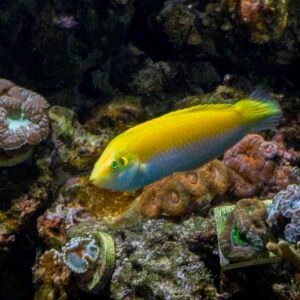 Canarytop Wrasse
