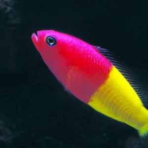 Royal Dottyback