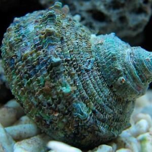 Pyramid Turbo Snail