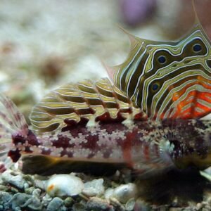 Scooter Blenny