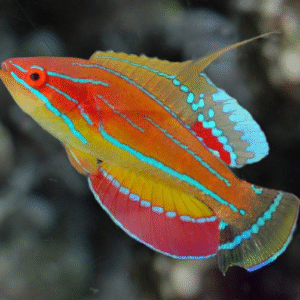 Maccosker’s Wrasse