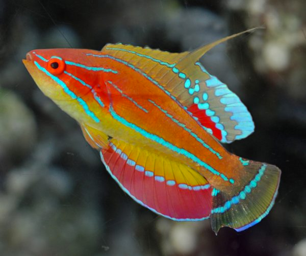 Maccosker’s Wrasse