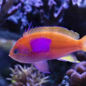 Square Anthias