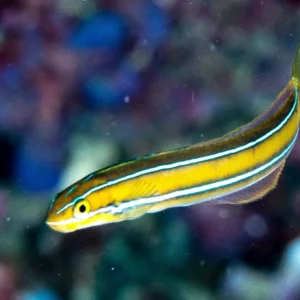 Cleaner Mimic (Fangblenny)