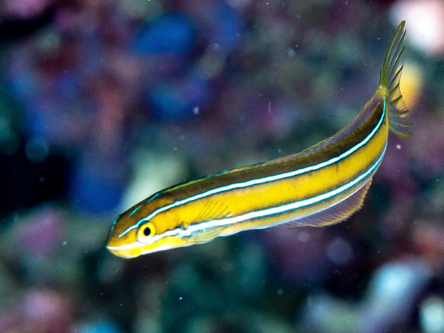 Cleaner Mimic (Fangblenny)