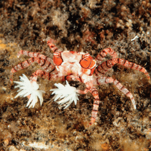 Boxer Crab