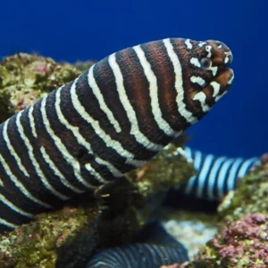 Zebra Moray