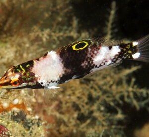 Checkerboard Wrasse (Juv)