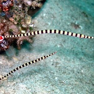 Australian Banded Pipefish