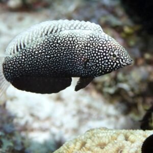 Yellowspotted Wrasse