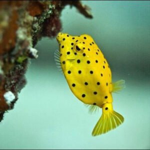 Yellow Box Fish