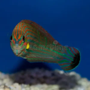 Orange-Tipped Rainbowfish (Wrasse)