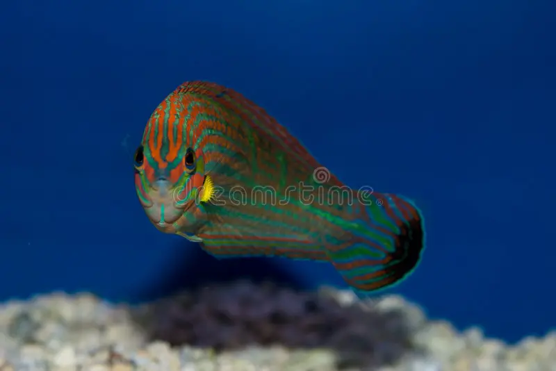 Orange-Tipped Rainbowfish (Wrasse)