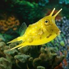 Long Horned Cowfish (M/L)