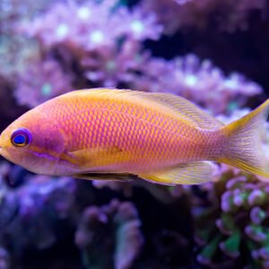 Blue Eyes Coral Anthias (Indian)