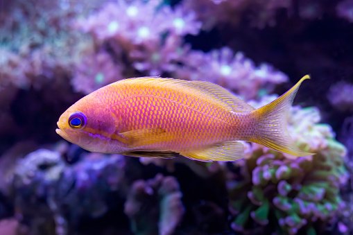 Blue Eyes Coral Anthias (Indian)