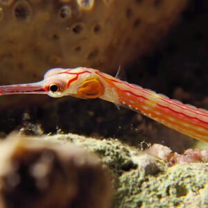 Red Pipefish