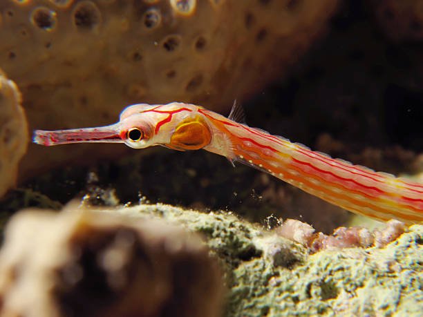 Red Pipefish