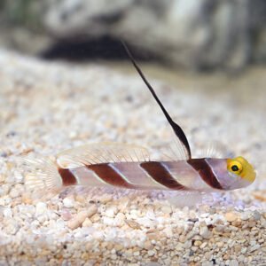 Red Stripe Goby