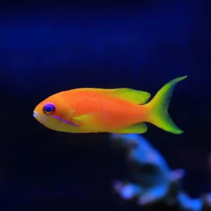 Lyretail Anthias (Pacific)
