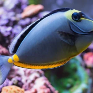 Lipstick Tang (Pacific)