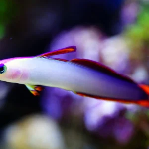 Decora Firefish Goby / Purple Firefish