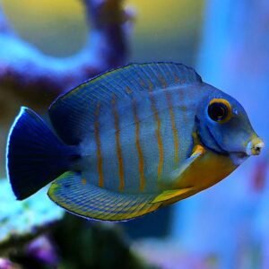 Indian Mimic Tang
