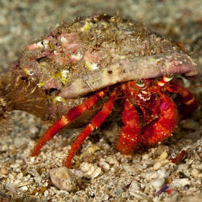 Red Leg Hermit Crab