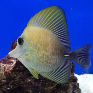 Brown Sailfin Tang