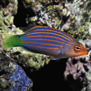 Six Line Wrasse