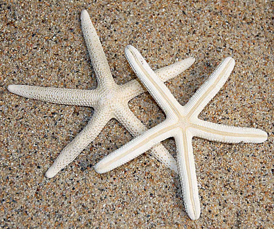 White Star Fish