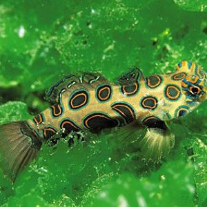 Spotted Mandarin