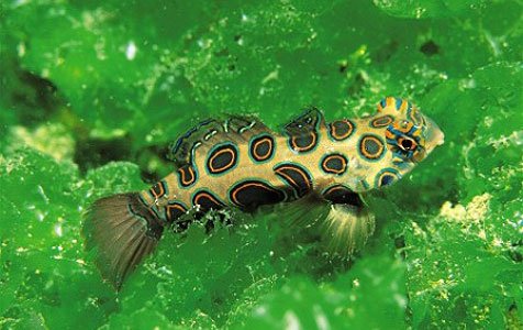 Spotted Mandarin