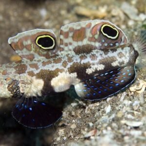 Two Spot Goby